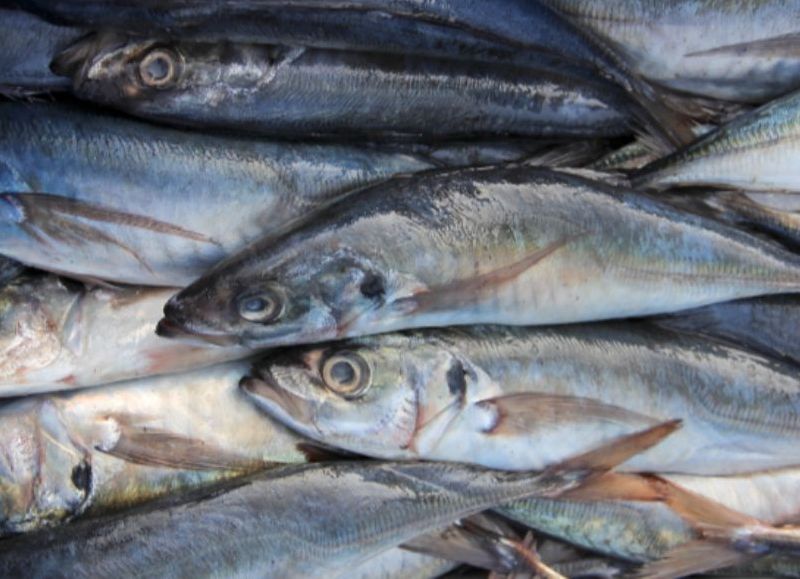 Produce modifica límites de captura de jurel y bonito hasta abril para garantizar sostenibilidad